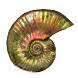 PoE1 - Ammonite Glyph.png